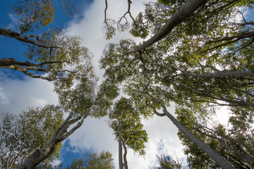 tree tops and blue sky