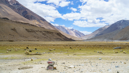 The herd of goats in the valley