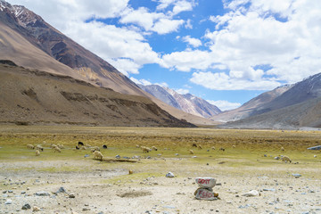 The herd of goats in the valley