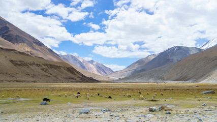 The herd of goats in the valley