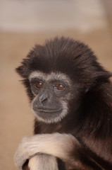 シロテテナガザル