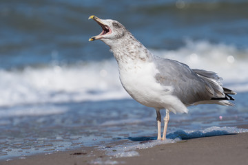 Seagull bird by the Baltic sea