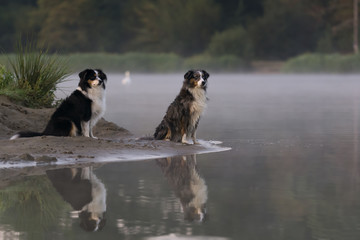 Mini Australian Shepherd