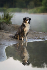 Mini Australian Shepherd sitting by a lake