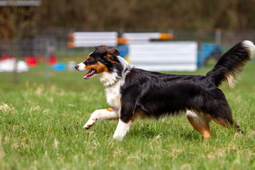 Dog outdoors on the move at agility..