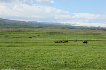 Icelandic horses in their field in summer in Iceland
