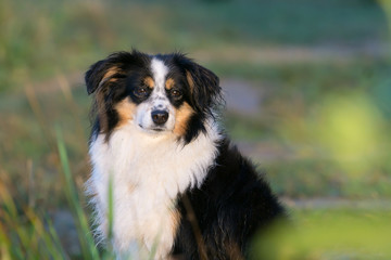 Mini Australian Shepherd sitting among a grass