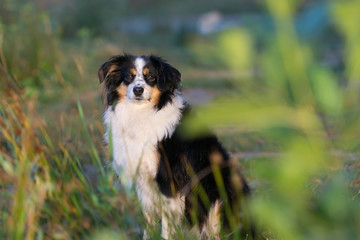 Mini Australian Shepherd sitting among a grass