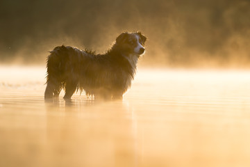 Mini Australian Shepherd