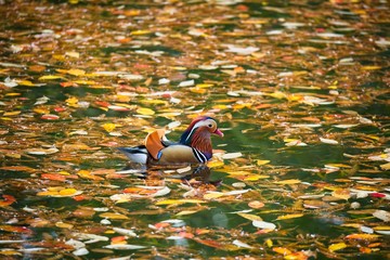 Beautiful and colourful mandarin duck in the water filled with colourful Autumn tree leaves