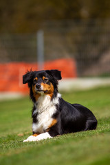 Dog outdoors on the move at agility..