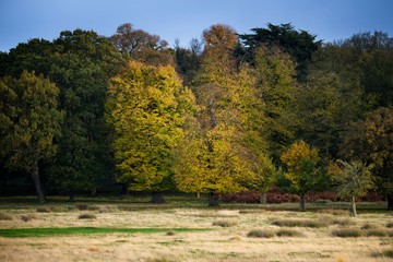 Beautiful and vibrant trees in Autumn