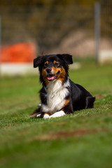 Dog outdoors on the move at agility..