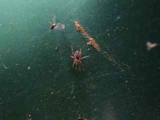 Spider in a Sydney Backyard trapping small insects