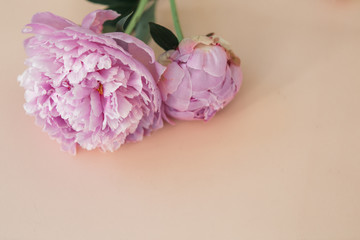 Pink peonies on pink background, copy space, valentines background photo