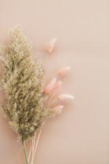 Pampa grass and pink bunny tail grass on pink background, copy space