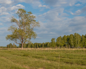 Summer rural landscape with an old poplar