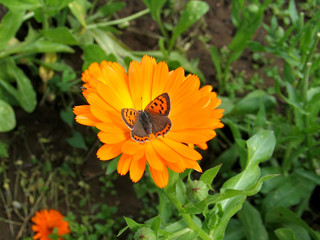 Beautiful butterfly on a flower