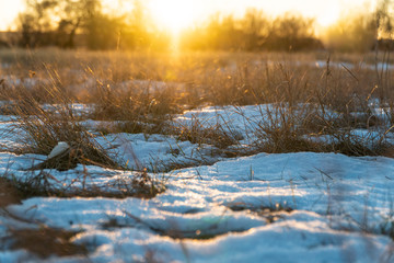 yellow withered grass in the setting sun under the first snow