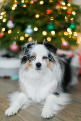 Cute Mini Australian Shepard in front of Christmas Tree, Dog under the tree