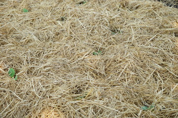 background of straw