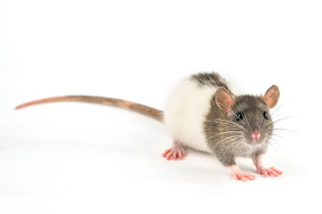 portrait of a pet rat on a white background is isolated