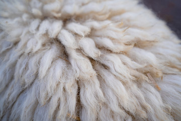 写真素材：羊の毛皮