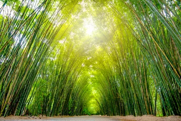 Foto op Plexiglas Azië Thailand, bij het bamboebos en de tunnelvisie, groene bamboebosachtergrond © alis