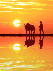 silhouette man with a cow walks on sunrise background