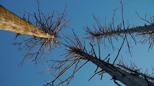 Beautiful big dead trees