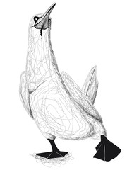 Un fou de bassan isol&eacute; avec des gribouillis