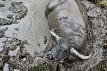 Buffalo thai soaked in the swamp / water buffalo in a mud pond at farm agriculture livestock animals Asia in the countryside. Top view