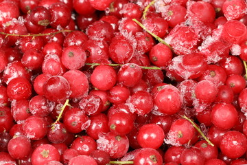 frozen red currant  close up,  fresh berries for the winter in the refrigerator
