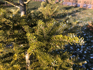 Green fir branches, short needles, park in city, autumn, winter, sunny day light.