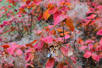 Bright autumn forest with red and orange leaves of smoke tree