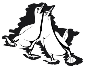 2 fous de bassans marchant ensemble en apal