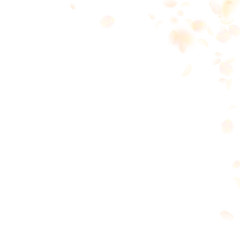 Yellow orange flower petals falling down. Bizarre 