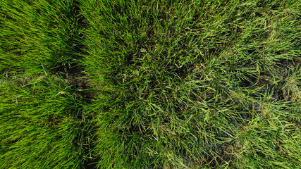 High angle view of green rice field.