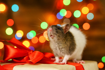 portrait of a rat with a gift on a new year background with bokeh