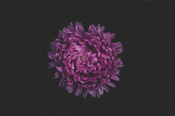 Purple flower close-up, natural texture