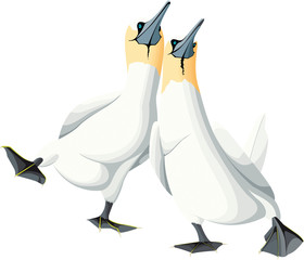 2 fous de bassans marchent ensemble en couleur