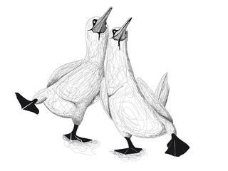 deux fous de bassans marchent ensemble en noir et blanc