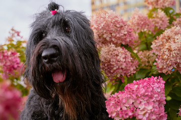 Postcard Terrier Zordan Black sits in hydrangea flowers, small red and pink set of flowers on Bush, bloom late in autumn. Close-up portrait of dogs muzzle. Walking pet. Horizontal shot of animal