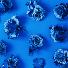  Pattern made of dried rose flowers. Color of the year 2020 Classic Blue. - Image