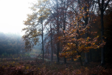 a foggy morning in the guesthouse woods in Ypres, Belgium.