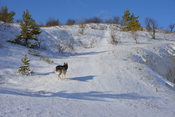 Wolf in the snow in the mountains. Wolf in the wild in winter. Winter landscape