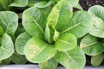 Fototapeta na wymiar Fresh organic green leaf Lettuce salad vegetable including Cos spring growing in farmland close up background