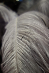 Detail of a group of large feathers of aqua menthe colour.