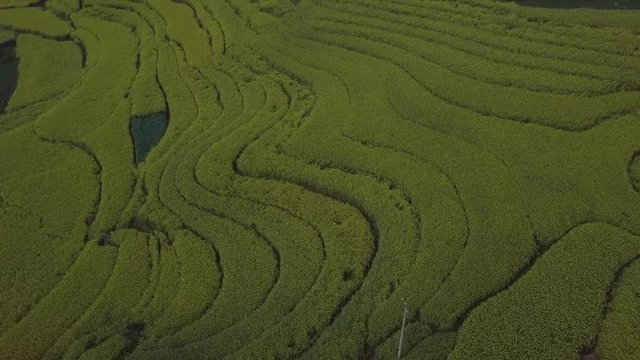 Aerial view drone flight above yellow rapeseed (canola) flower field in spring, Luoping, China