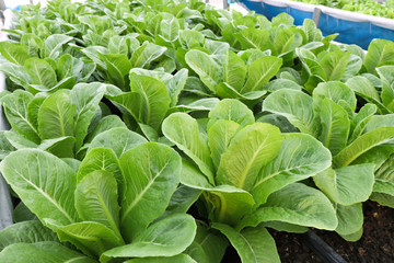 Fresh organic  green leaf Lettuce salad vegetable including   Cos spring  growing in farmland close up  background